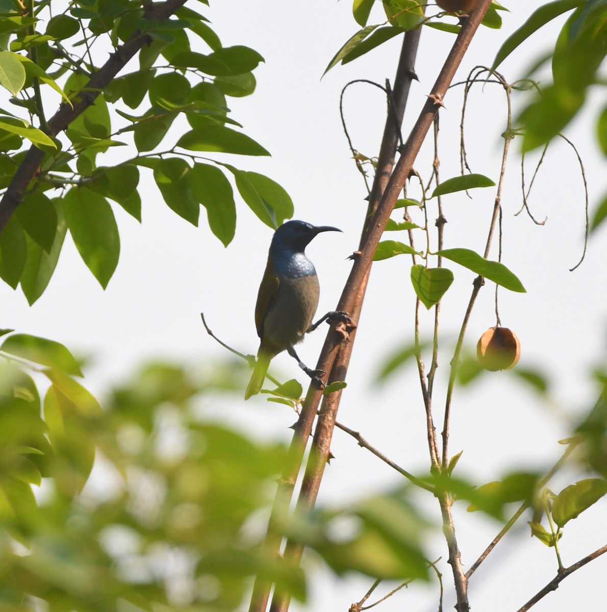 Bannerman's Sunbird - ML535790441