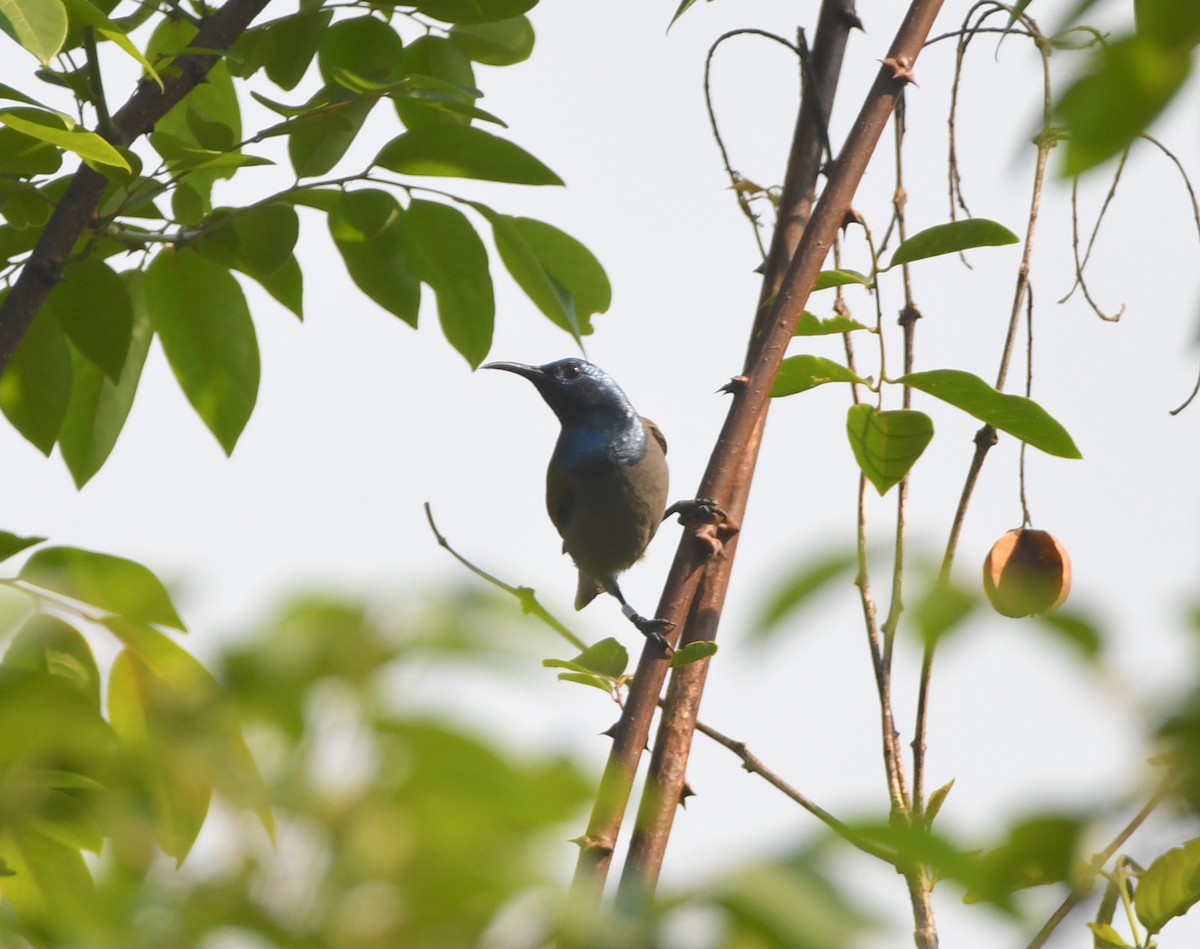 Bannerman's Sunbird - ML535790631