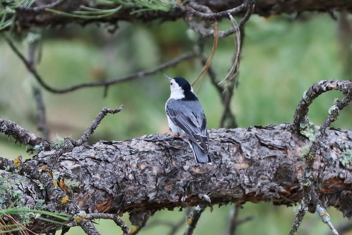 White-breasted Nuthatch - ML535790741