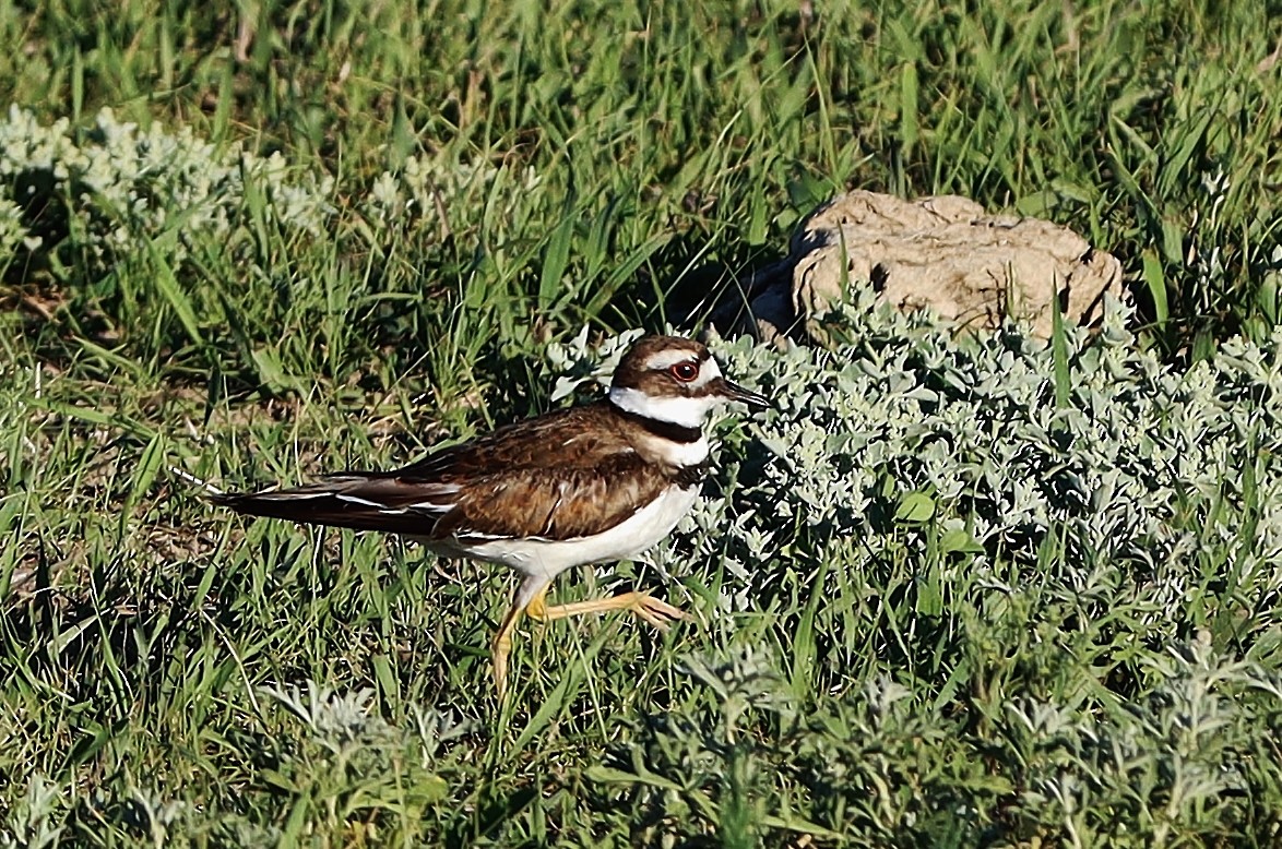 Killdeer - ML535792911