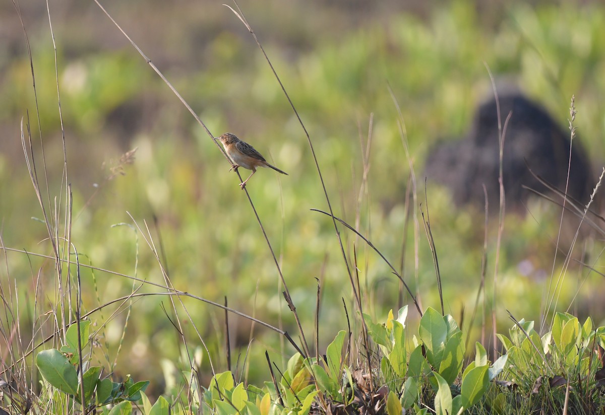 Cloud-scraping Cisticola - Gabriel Jamie