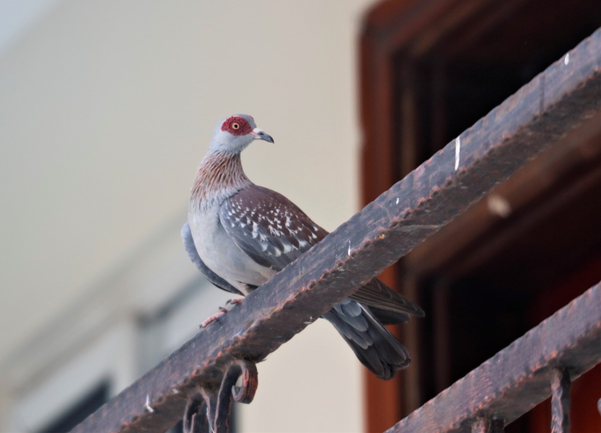 Speckled Pigeon - ML535793431
