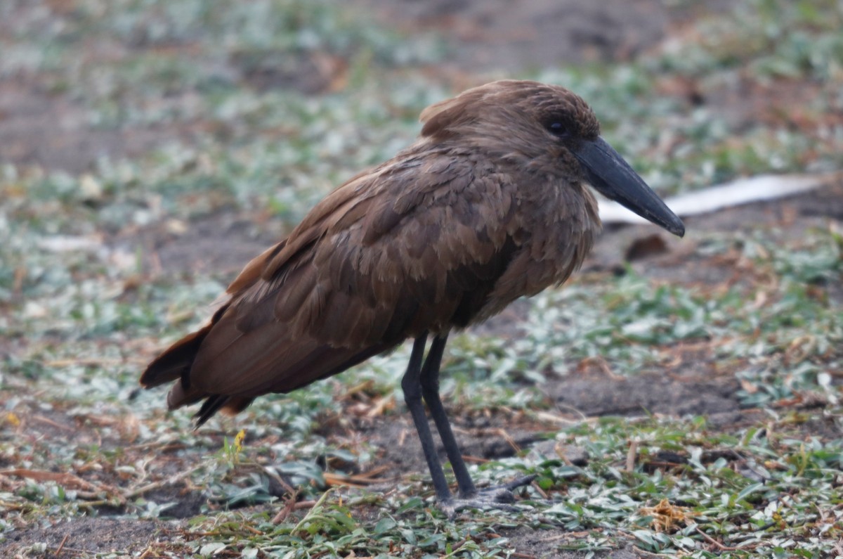 Hamerkop - ML535793971