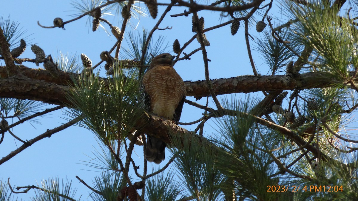 Cooper's Hawk - Casey K.