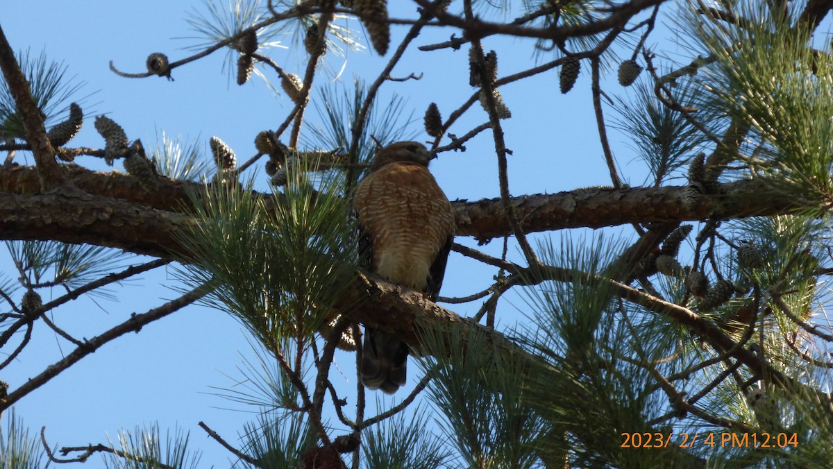 Cooper's Hawk - Casey K.