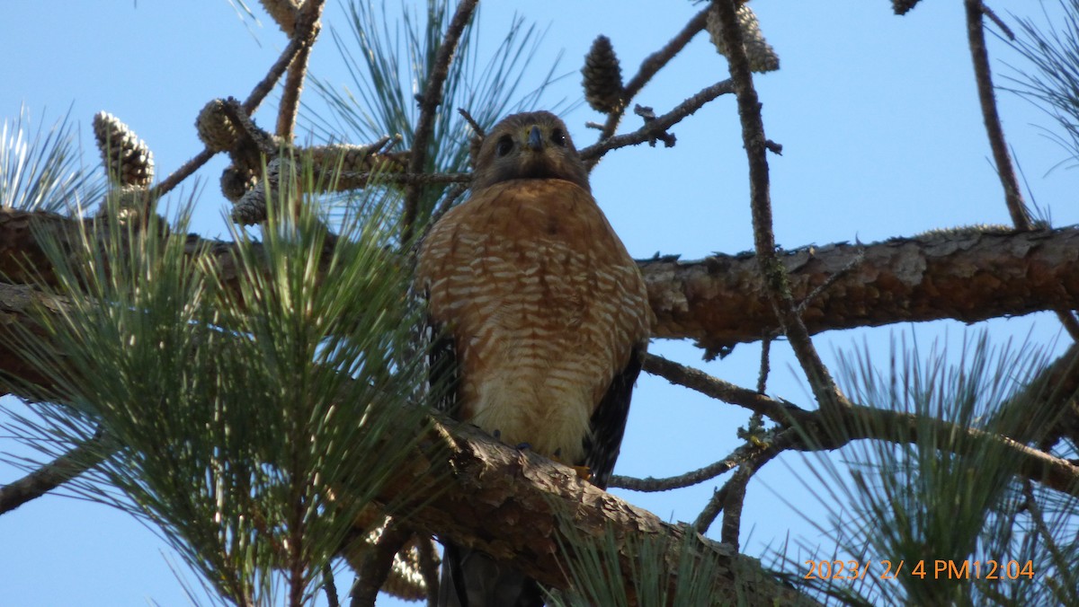 Cooper's Hawk - Casey K.