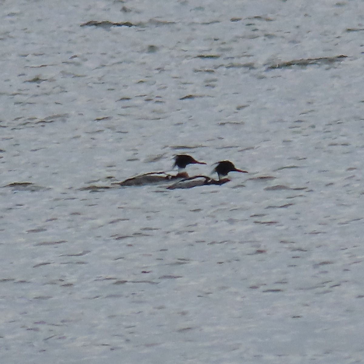 Red-breasted Merganser - ML535794651