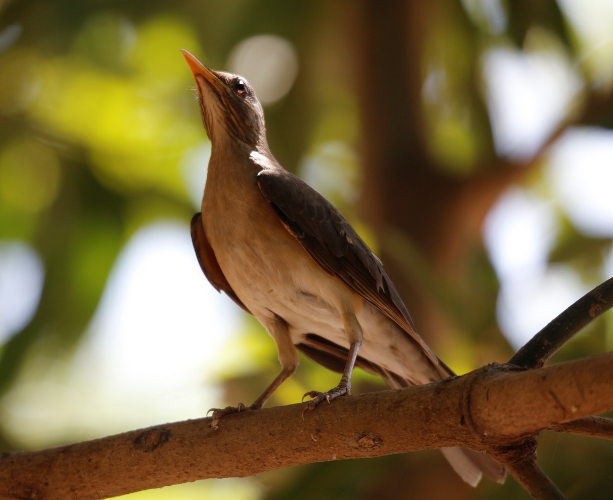 African Thrush - Clint Still