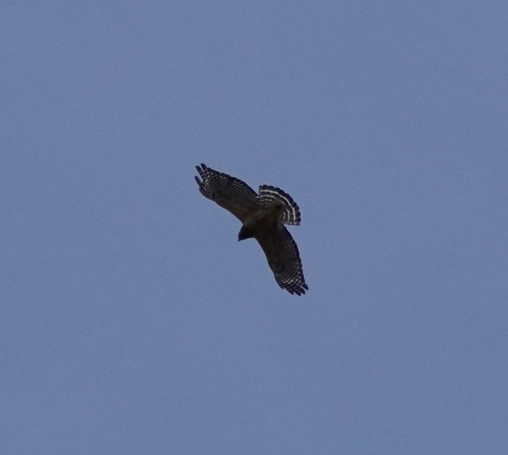 Red-shouldered Hawk - ML535795951