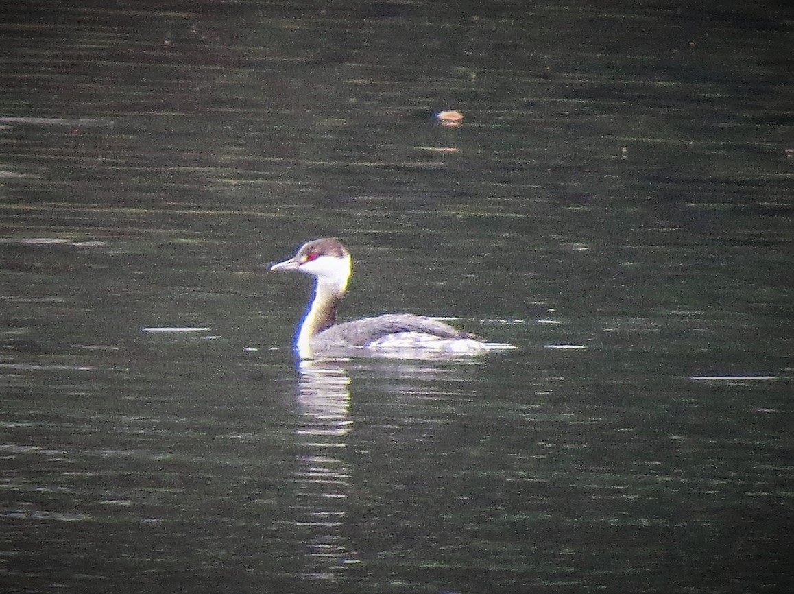 Horned Grebe - ML535796311