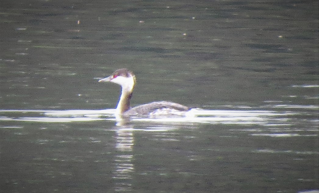 Horned Grebe - ML535796381