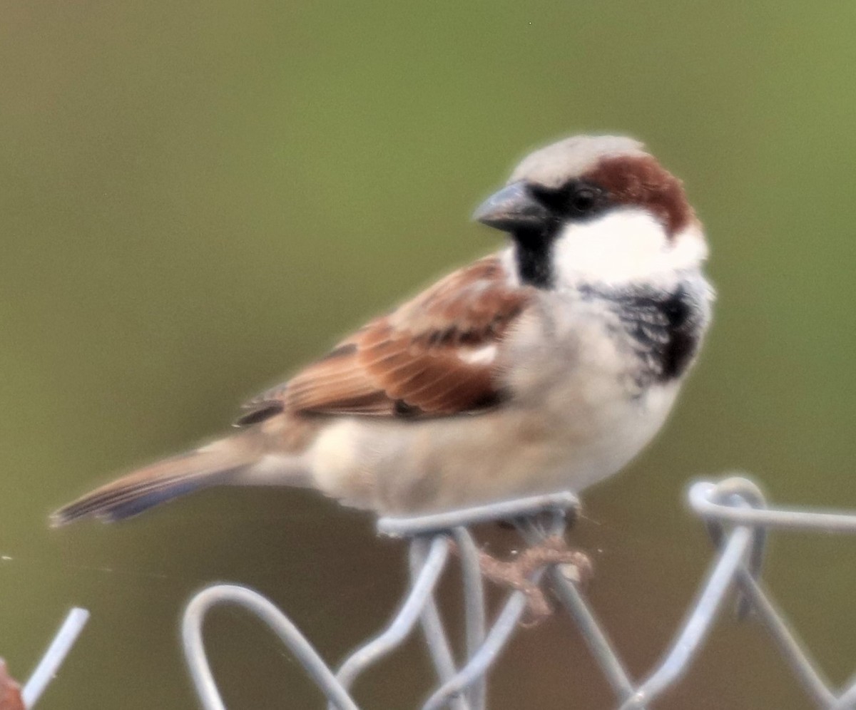 House Sparrow - ML535797911