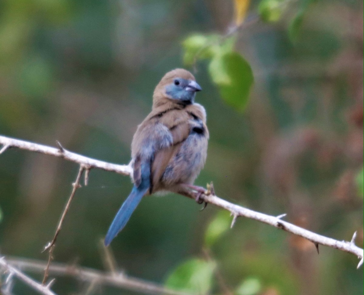 Red-cheeked Cordonbleu - Clint Still