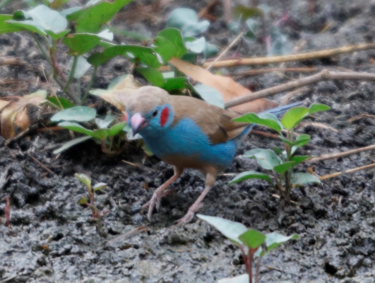 Red-cheeked Cordonbleu - ML535798111