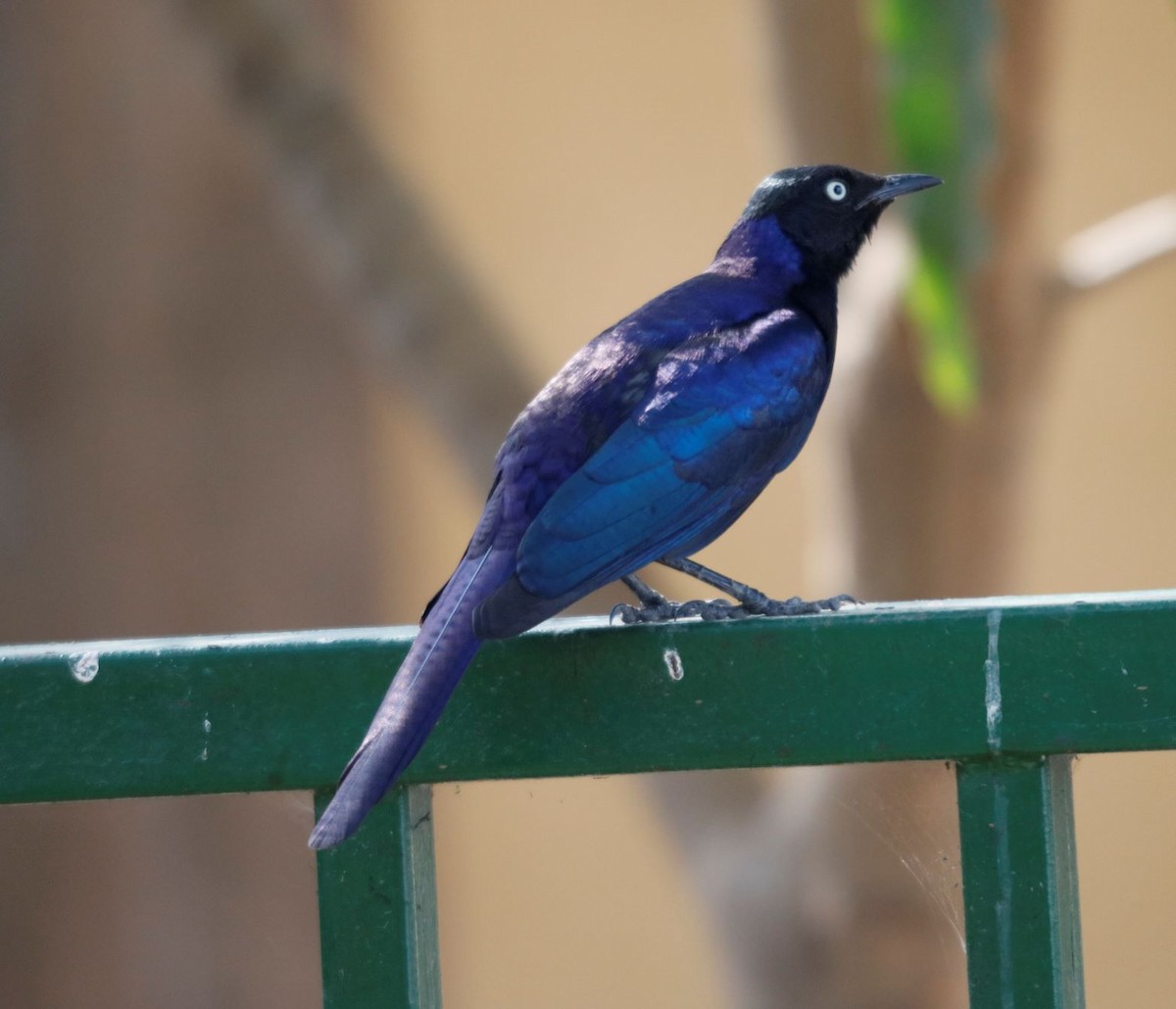 Rüppell's Starling - ML535798591