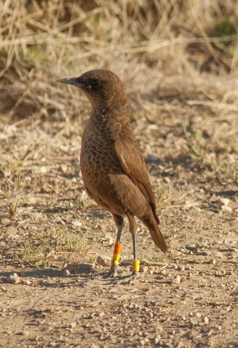 Southern Anteater-Chat - ML535798661