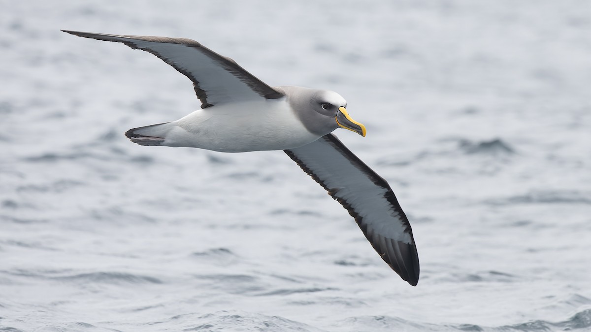 Buller's Albatross - David Newell