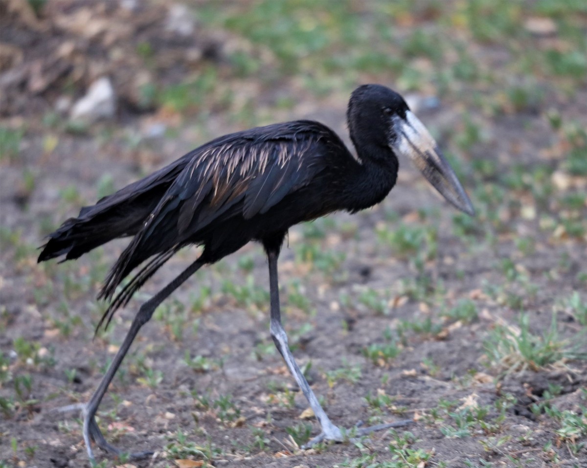 African Openbill - ML535802801