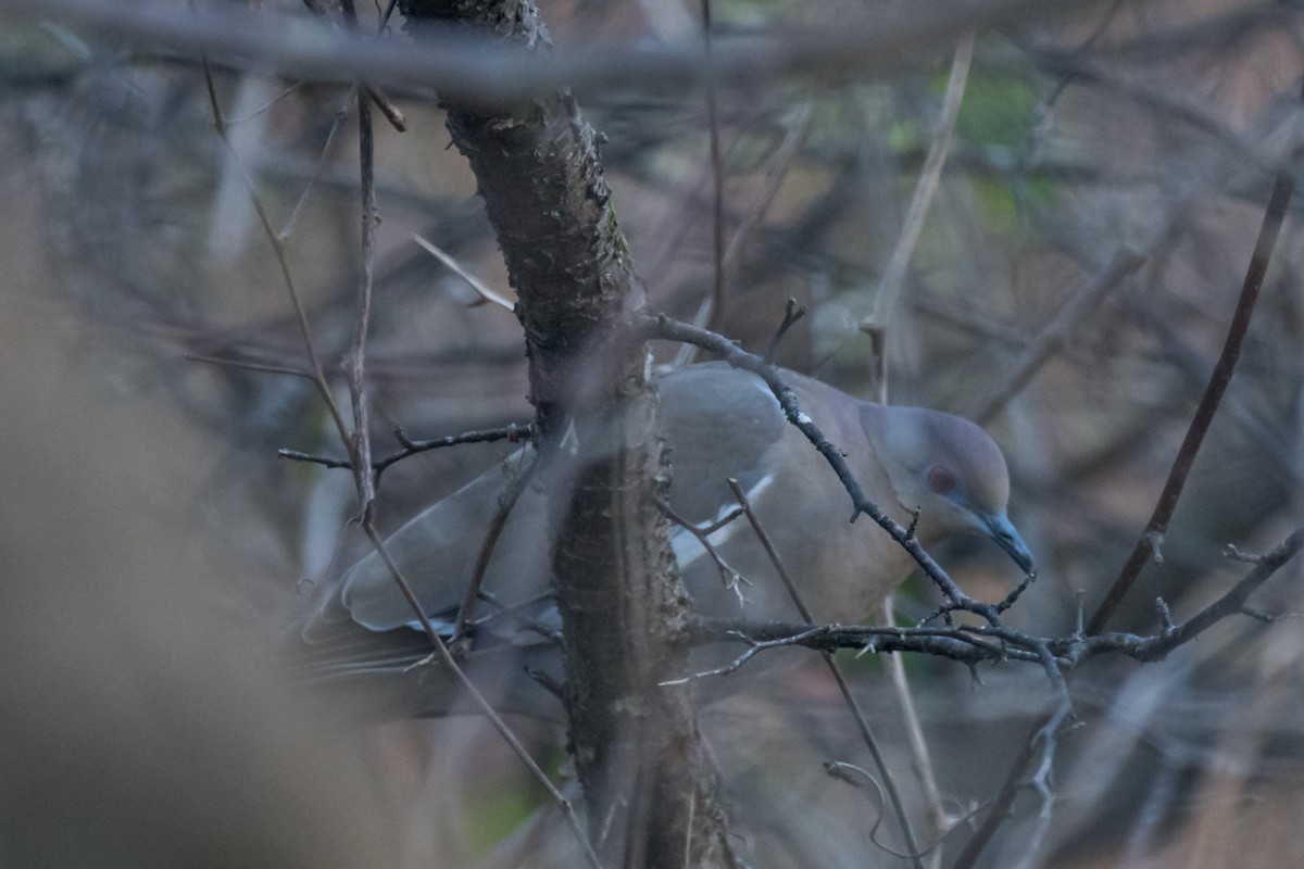 White-winged Dove - ML535803411