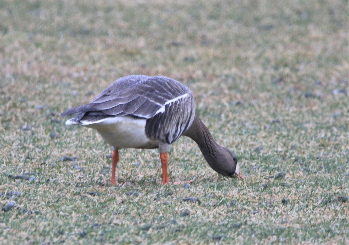 Greater White-fronted Goose - ML535804281