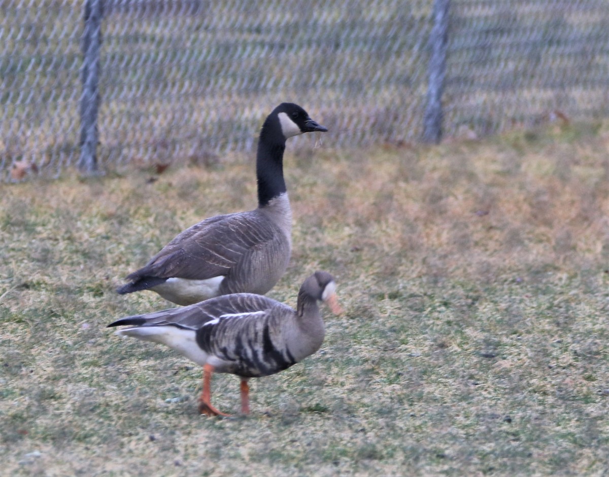 Greater White-fronted Goose - ML535804291