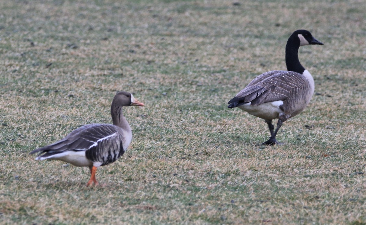 Greater White-fronted Goose - ML535804321