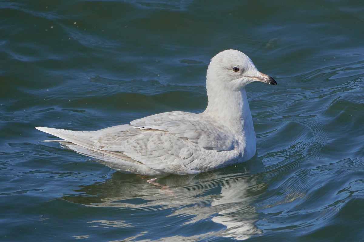Iceland Gull (kumlieni/glaucoides) - ML535804451
