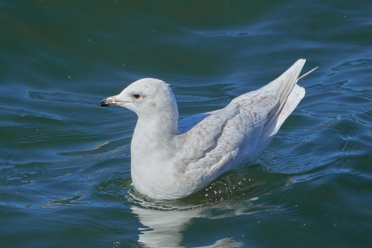 Iceland Gull (kumlieni/glaucoides) - ML535804461