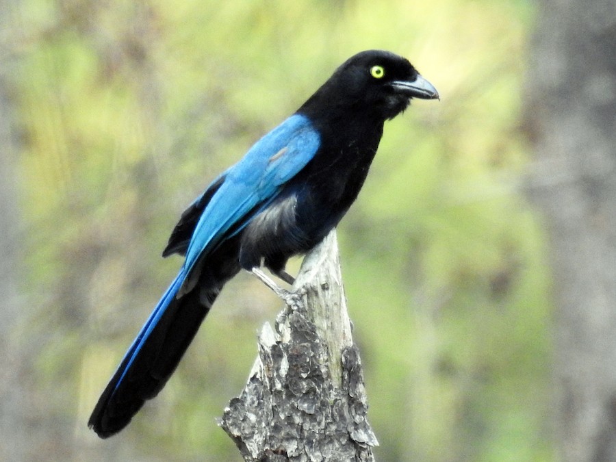 Bushy-crested Jay - eBird