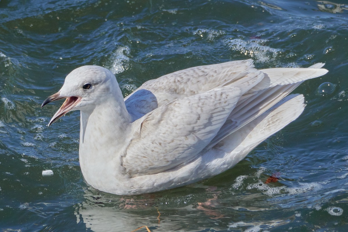 Iceland Gull (kumlieni/glaucoides) - ML535804511