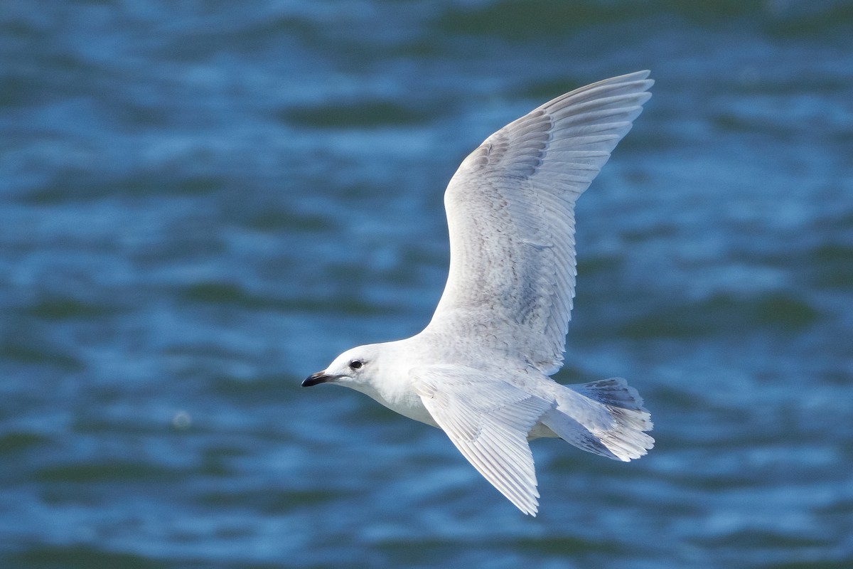 Iceland Gull (kumlieni/glaucoides) - Ant Tab