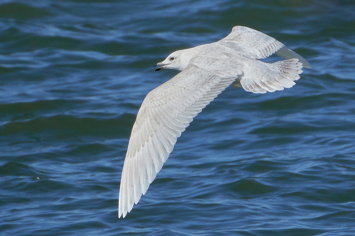 Iceland Gull (kumlieni/glaucoides) - ML535805031