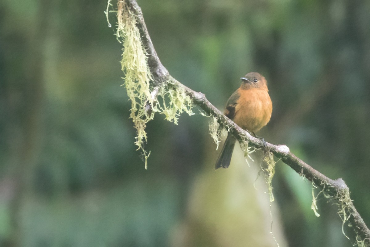 Cinnamon Flycatcher (Andean) - ML535806091