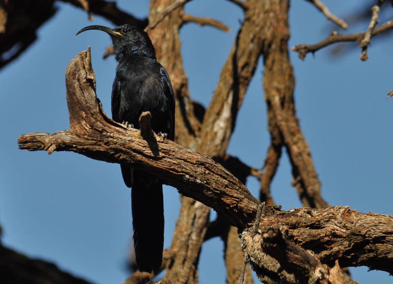 Common Scimitarbill - ML535806271