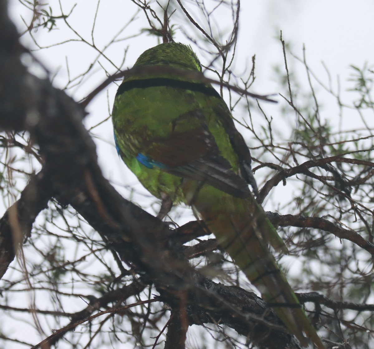 Yellow-crowned Parakeet - ML535808471