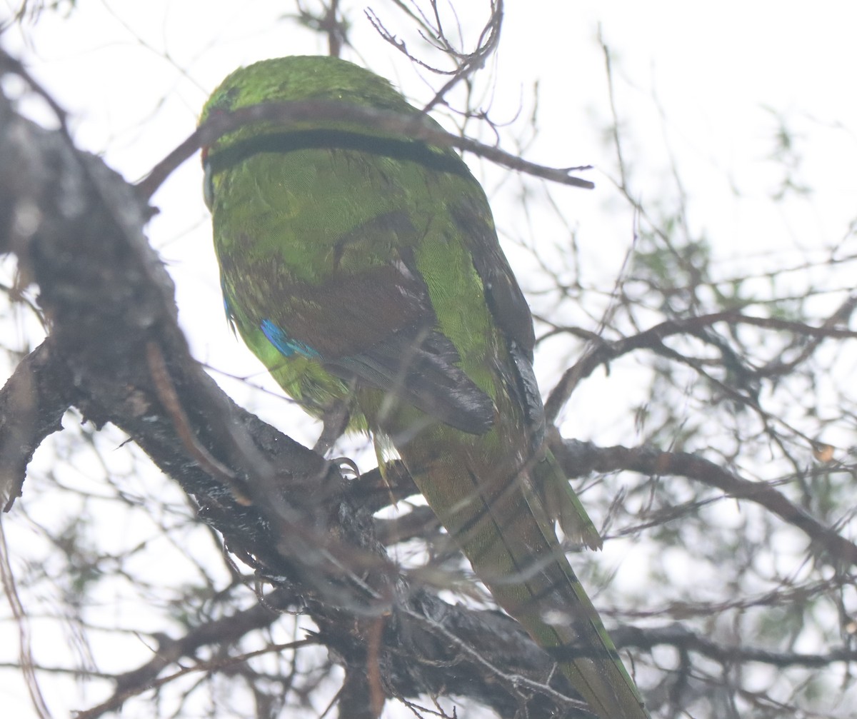 Yellow-crowned Parakeet - ML535808481