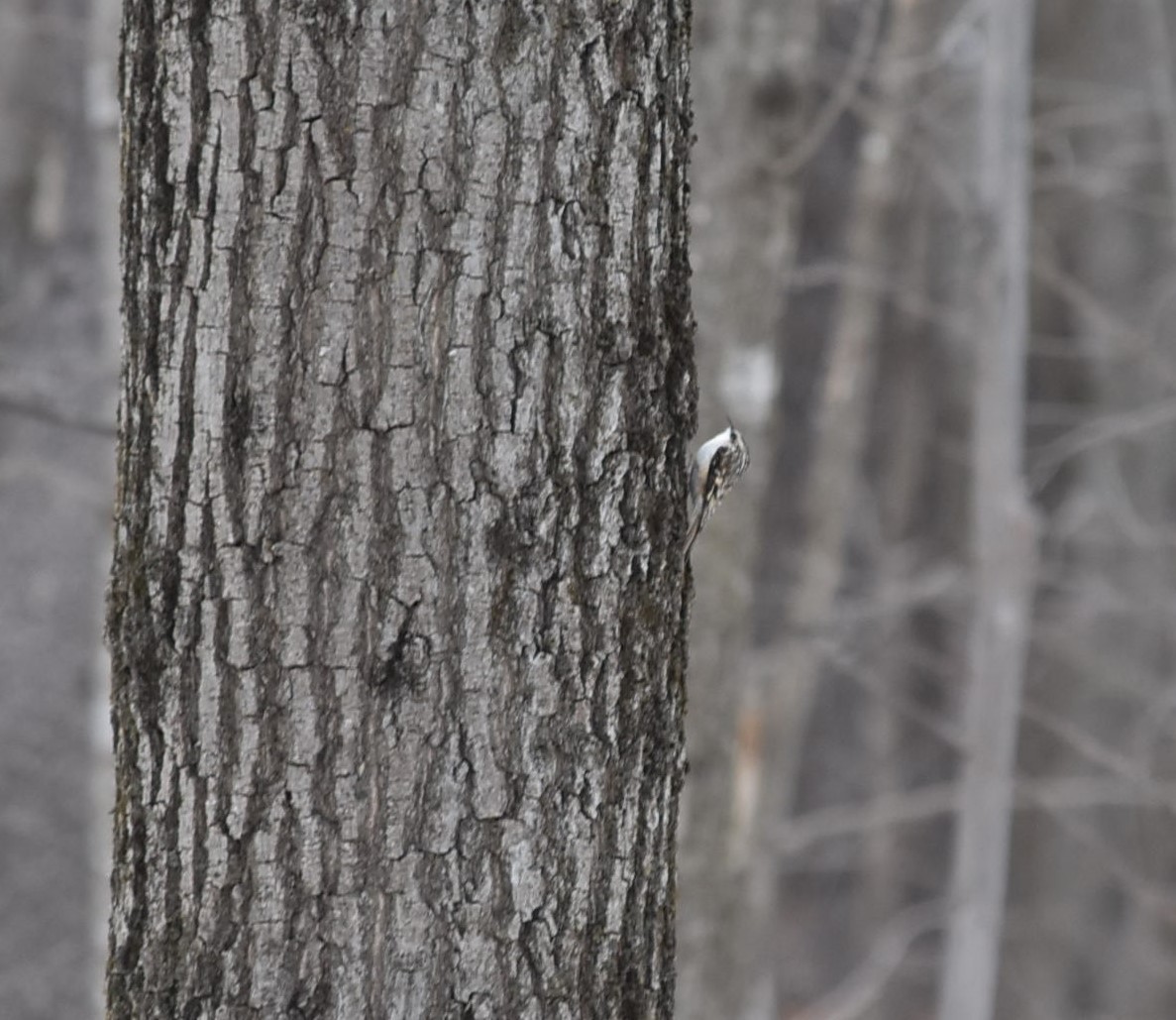 Brown Creeper - Tyson Shank