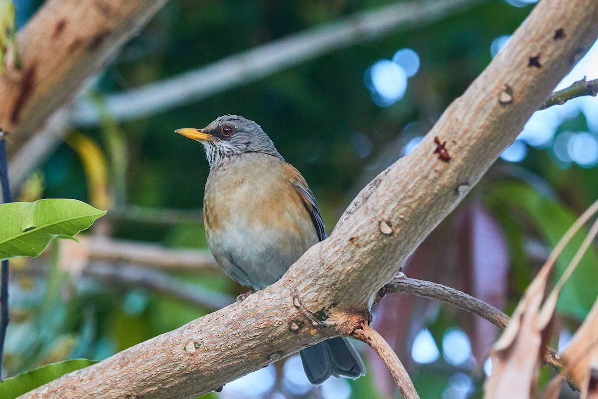 Rufous-backed Robin (Grayson's) - ML535809781