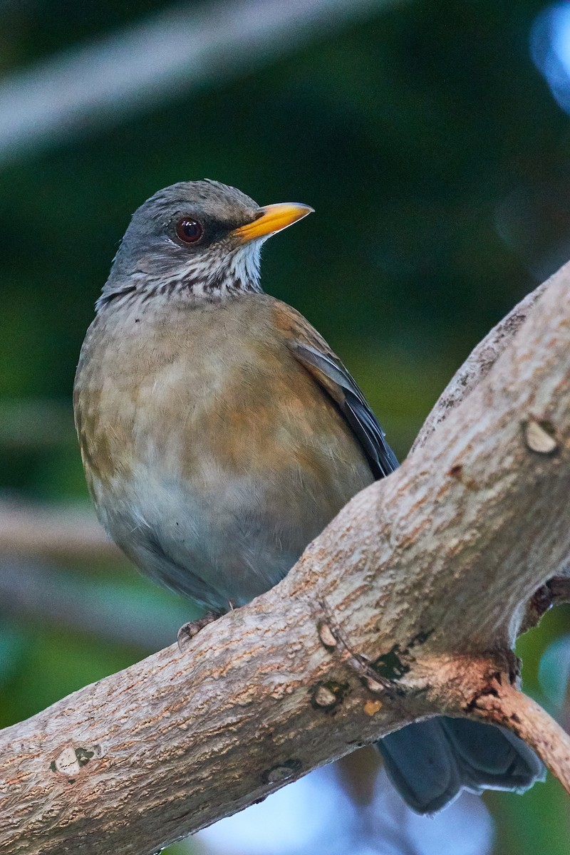 Rufous-backed Robin (Grayson's) - ML535809791