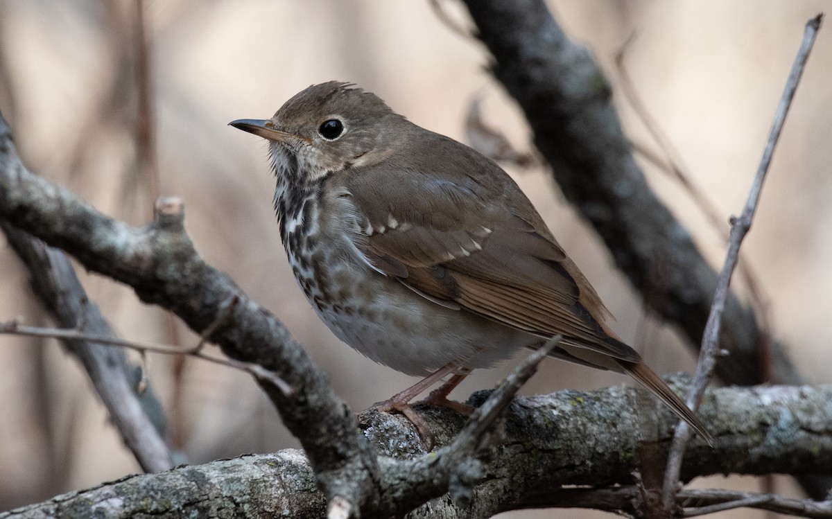 Hermit Thrush - ML535810001