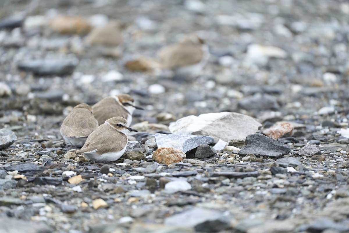 Kentish Plover - ML535810151