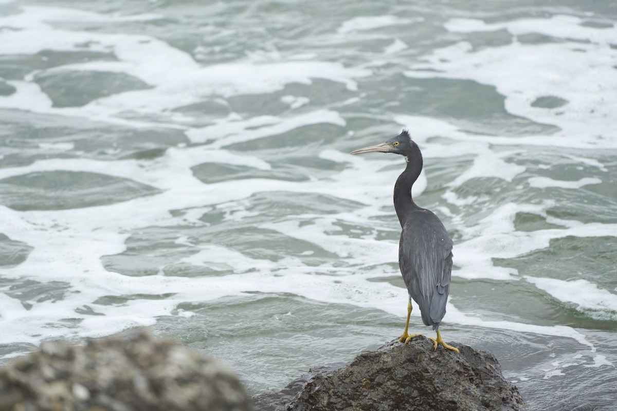 Pacific Reef-Heron - ML535810181