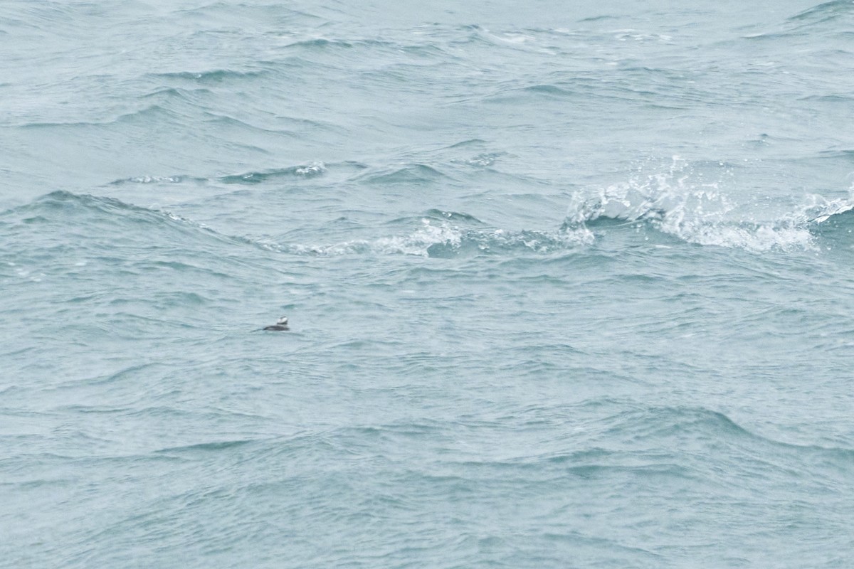 Japanese Murrelet - ML535810201