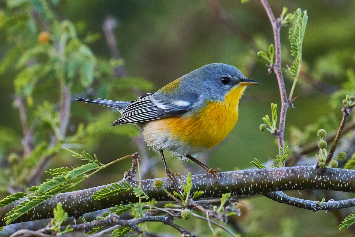 Tropikal Parula (insularis) - ML535810261