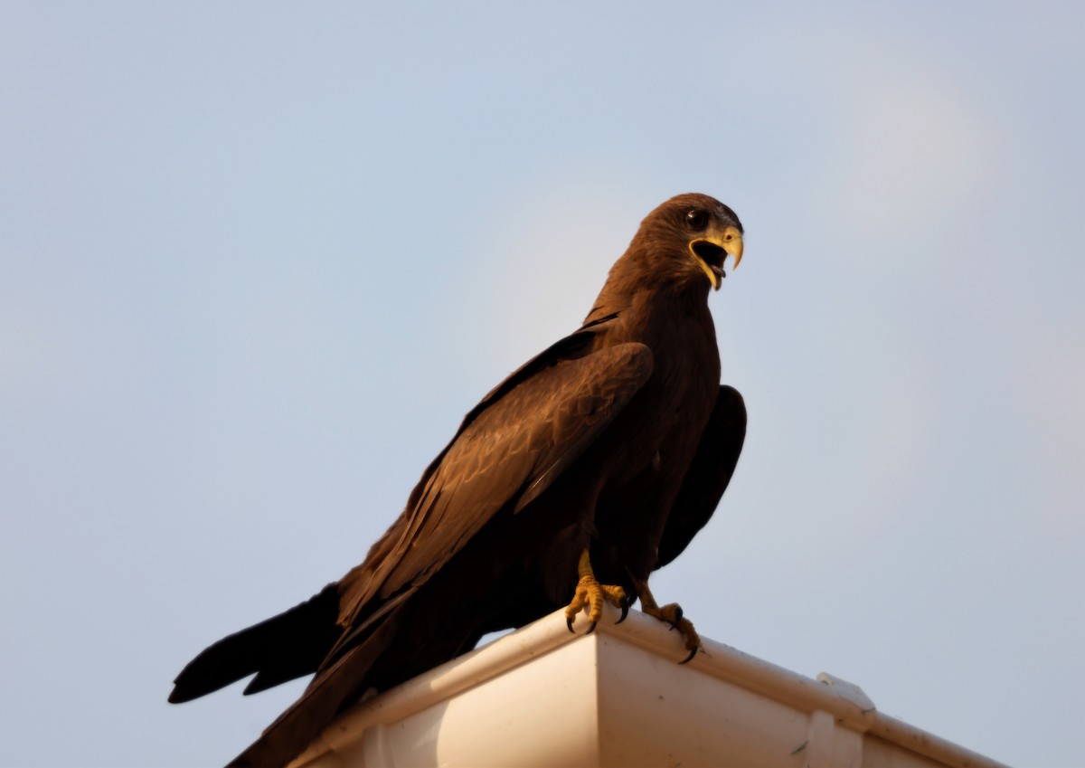 黑鳶 - ML535811411