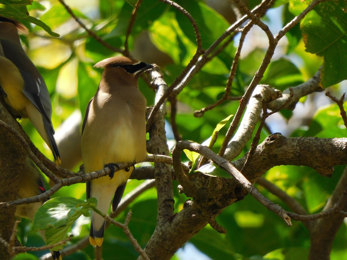 ヒメレンジャク - ML535811621