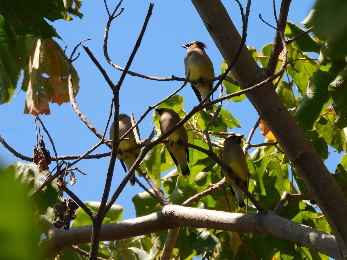 brkoslav americký - ML535811801