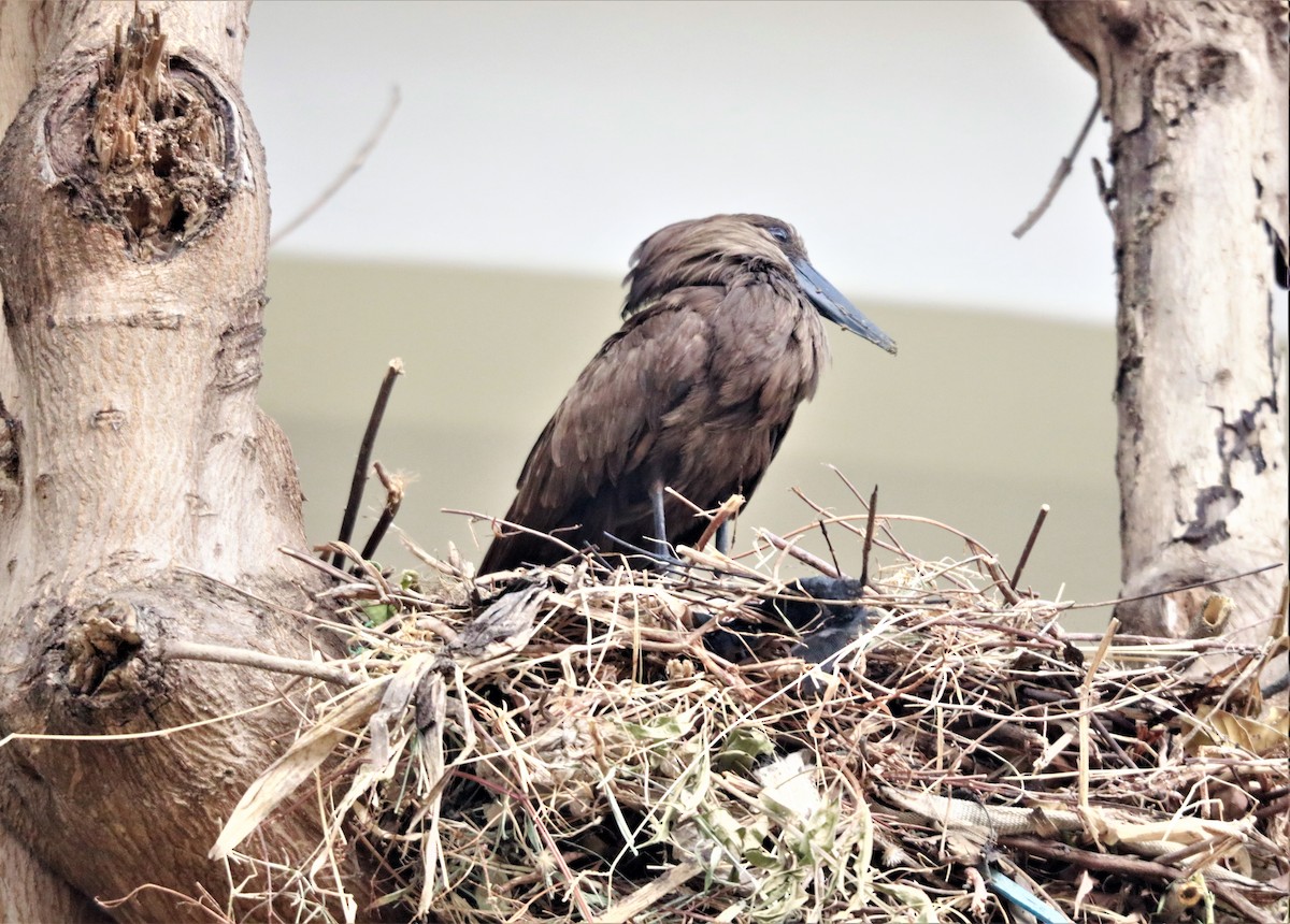 Hamerkop - ML535812031