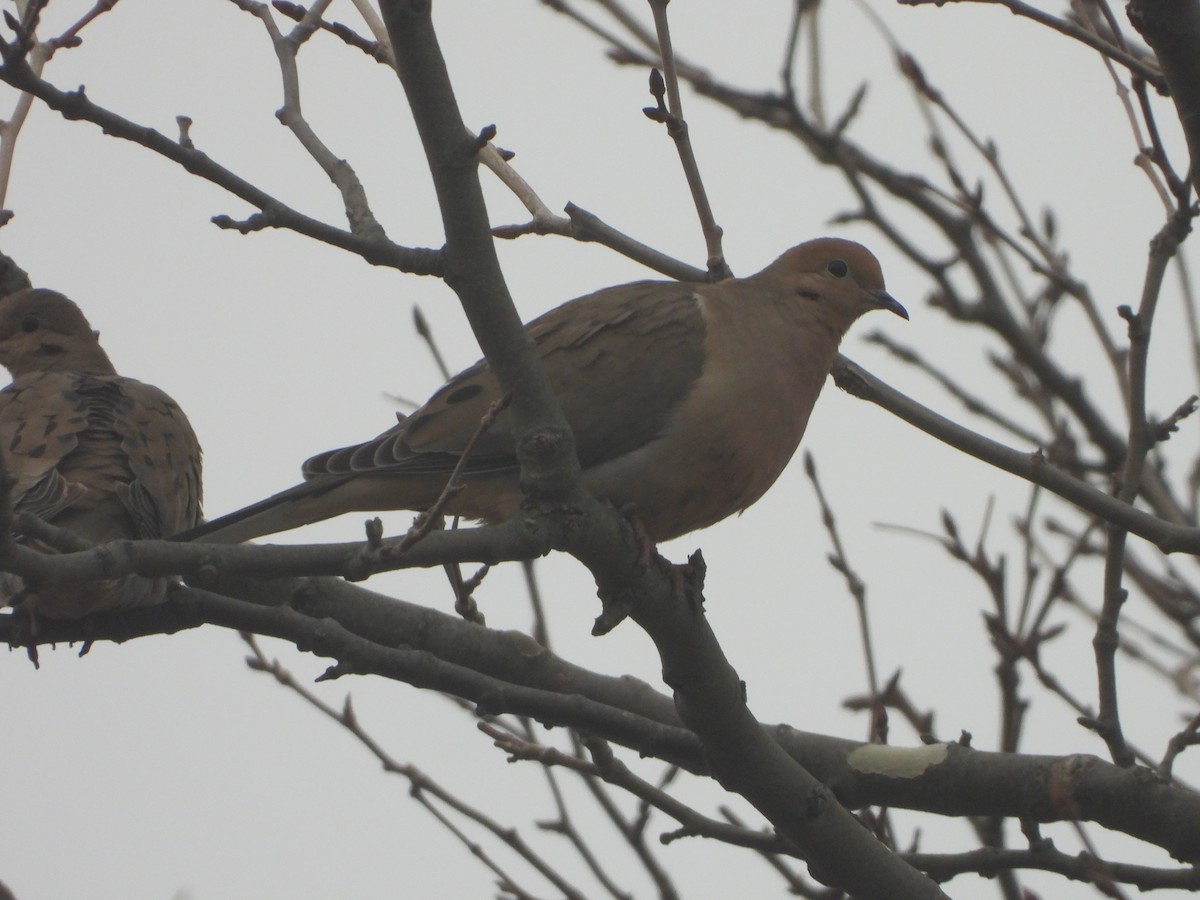 Mourning Dove - jeffrey kramer