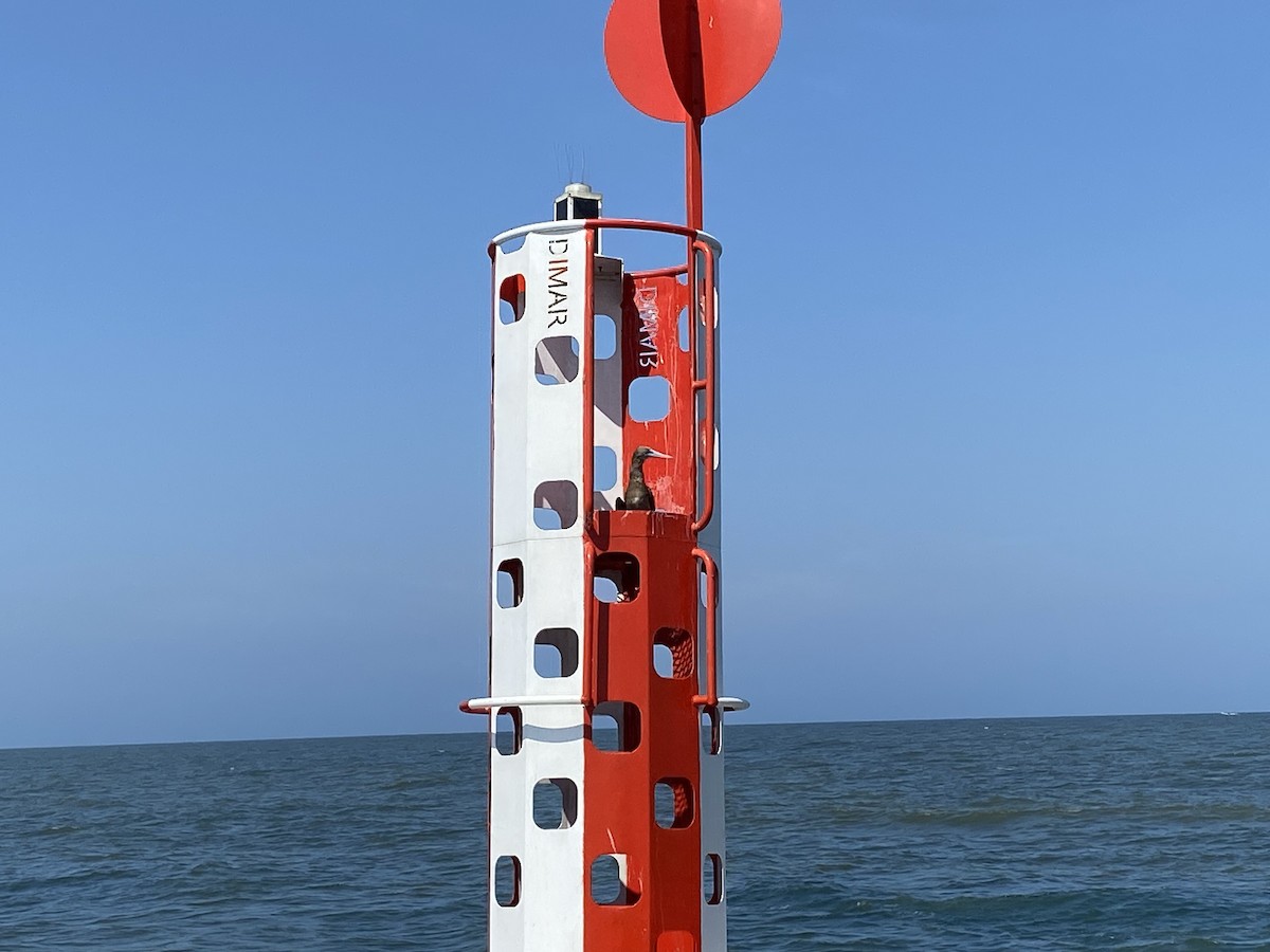 Brown Booby - ML535812791